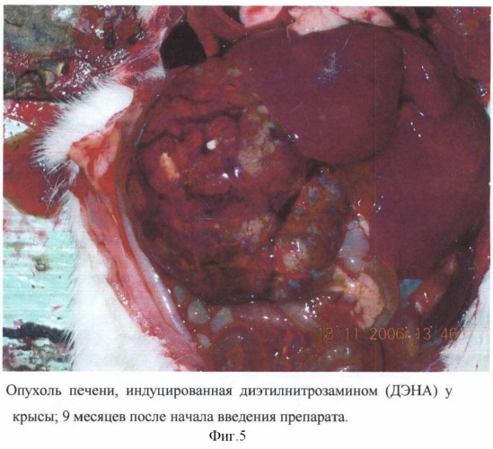 Способ профилактики канцерогенного действия диэтилнитрозамина у экспериментальных животных (патент 2363456)