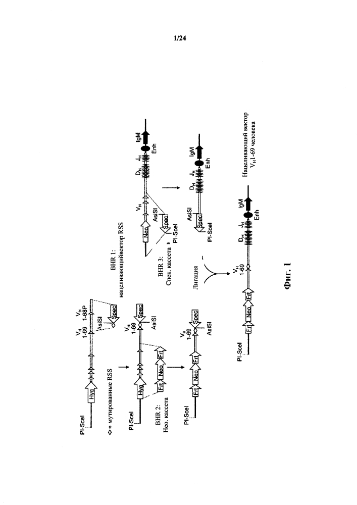 Мыши с ограниченной тяжелой цепью иммуноглобулина (патент 2603090)