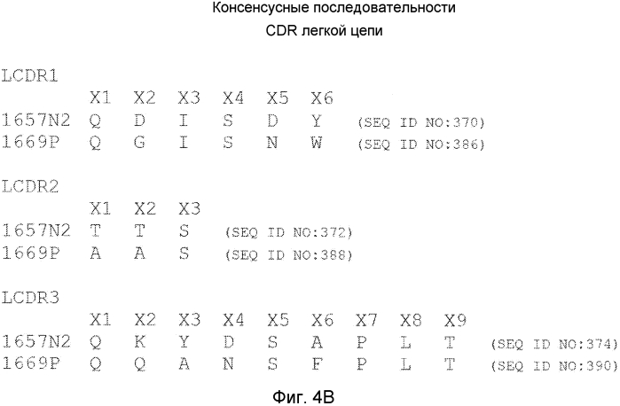 Антитела против gdf8 человека (патент 2567805)