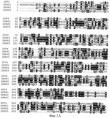 Ген новой сериновой протеазы, родственной dppiv (патент 2305133)