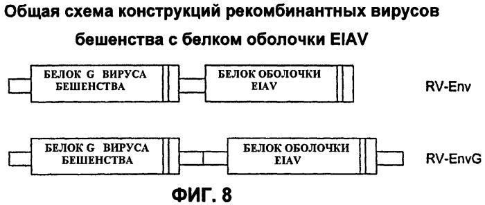 Векторы на основе рекомбинантных вирусов отряда mononegavirales (патент 2435857)