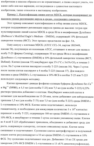 Линии клеток почки собаки майдин-дэрби (mdck), поддерживающие рост вирусов до высоких титров, и способ применения этих клеток в биореакторе (патент 2487935)