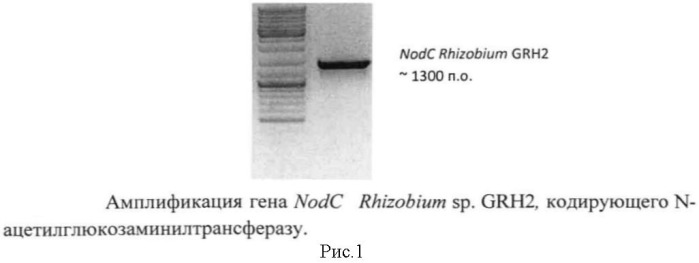 Способ ферментативного получения пента-n-ацетилхитопентаозы и гекса-n-ацетилхитогексаозы (патент 2517620)