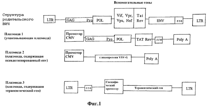 Перенос генов, опосредованный лентивирусным вектором, и их использование (патент 2288742)