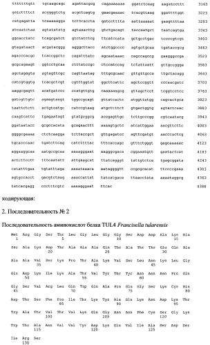 Рекомбинантная плазмидная днк, кодирующая синтез рекомбинантного белка tul4spcbd, штамм escherichia coli m15 [prep4, ptul4spcbd] - продуцент рекомбинантного белка tul4spcbd, рекомбинантный белок tul4spcbd и способ его получения, способ получения специфических антител к белку tul4spcbd (патент 2270249)