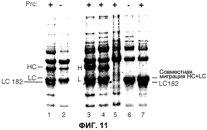 Бактерия е.coli, продуцирующая гетерологичный полипептид, и способ продуцирования полипептида (патент 2287574)