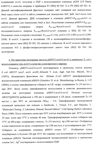 Способ конструирования оперонов, содержащих трансляционно сопряженные гены (патент 2411292)