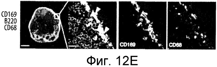 Никотиновые иммунонанотерапевтические лекарственные средства (патент 2487712)