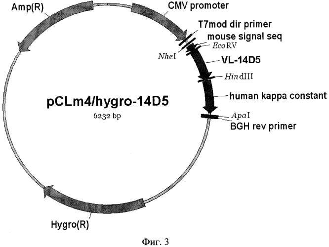 Рекомбинантная плазмидная днк pclm4/hygro-14d5, кодирующая полипептид со свойствами легкой цепи химерного антитела против вируса клещевого энцефалита, и рекомбинантная плазмидная днк pchm2-14d5, кодирующая полипептид со свойствами тяжелой цепи химерного антитела против вируса клещевого энцефалита, химерное антитело, обеспечивающее экстренную профилактику клещевого энцефалита у мышей (патент 2550252)
