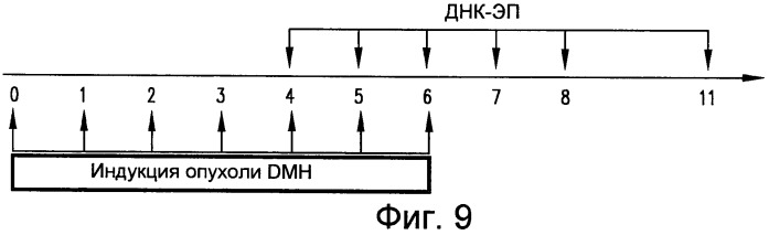 Слитый белок теломеразной обратной транскриптазы, кодирующие его нуклеотиды и их применение (патент 2473691)