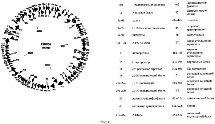 Бактериофаг, обладающий активностью против pseudomonas aeruginosa, белки бактериофага и способы их применения (патент 2580248)