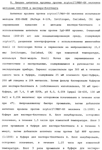 Новый лиганд рецептора цитокина zcytor17 (патент 2360923)