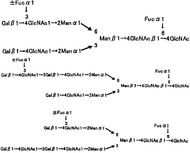 L-фукоза α1→6 специфичный лектин (патент 2524425)