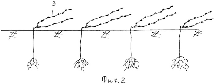Способ создания виноградных насаждений в укрывной зоне виноградарства (патент 2459407)