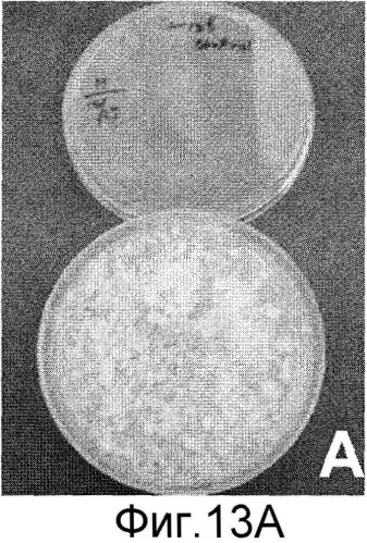 Способы in vitro для создания и поддержания линий растительных клеток в виде отдельных клеток в суспензии с интактными клеточными стенками и их трансформации (патент 2451744)