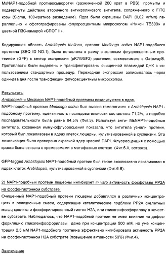 Способ повышения выхода семян растения, способ производства трансгенного растения, имеющего повышенную урожайность семян, генная конструкция для экспрессии в растении и трансгенное растение (патент 2409938)