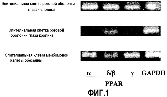 Лекарственное средство, содержащее prar  агонист (патент 2449789)