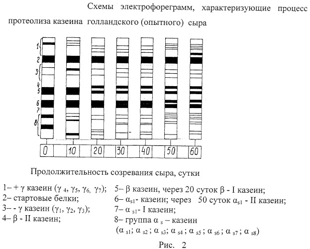 Способ производства полутвердых сычужных сыров (патент 2461206)