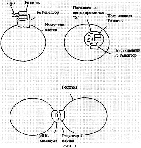 Искусственные белки с пониженной иммуногенностью (патент 2363707)