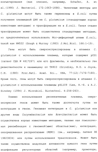Гены corynebacterium glutamicum, кодирующие белки метаболических путей (патент 2306339)