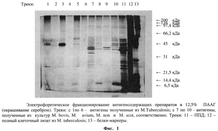 Способ получения антигена из micobacterium tuberculosis (патент 2390559)