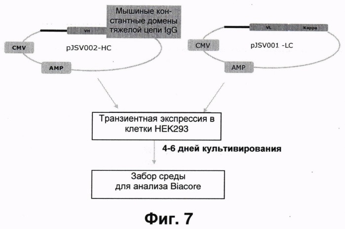 Антитела к nkg2a и их применения (патент 2499001)