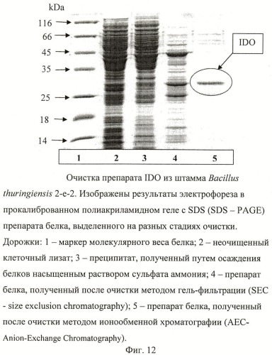 Способ продукции 4-гидрокси-l-изолейцина (патент 2402608)