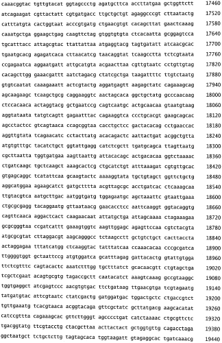 Бактериофаг, обладающий активностью против pseudomonas aeruginosa, белки бактериофага и способы их применения (патент 2580248)