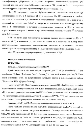 Гипоаллергенный слитый белок, молекула нуклеиновой кислоты, кодирующая его, вектор экспрессии, клетка-хозяин, вакцинная композиция и его применение (патент 2486206)