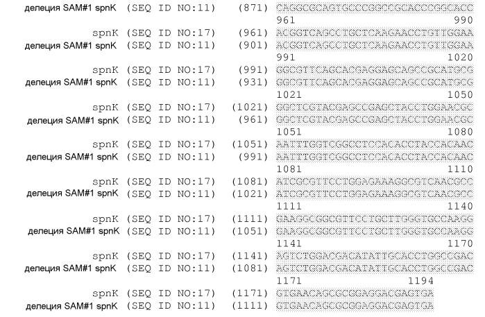 Штаммы spnk (патент 2580015)