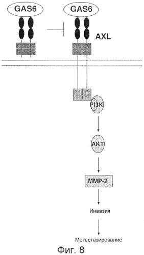 Ингибирование axl сигнализации в антиметастатической терапии (патент 2556822)