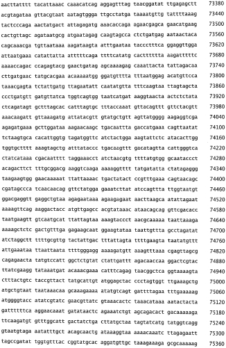Бактериофаг, обладающий активностью против pseudomonas aeruginosa, белки бактериофага и способы их применения (патент 2580248)