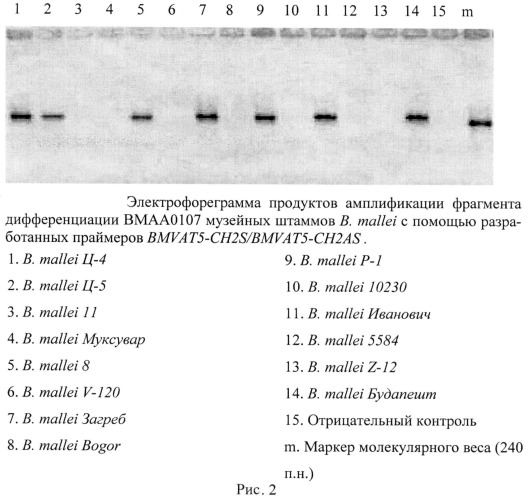 Олигонуклеотидные праймеры bmvat5-ch2s/bmvat5-ch2as для обнаружения фрагмента дифференциации вмаа0107 штаммов возбудителя сапа (патент 2474620)