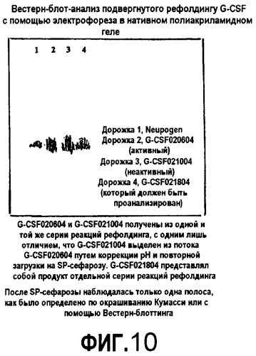 Гликопэгилированный гранулоцитарный колониестимулирующий фактор (патент 2400490)