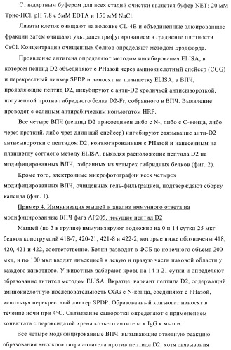 Вирусоподобные частицы, включающие гибридный белок белка оболочки бактериофага ар205 и антигенного полипептида (патент 2409667)