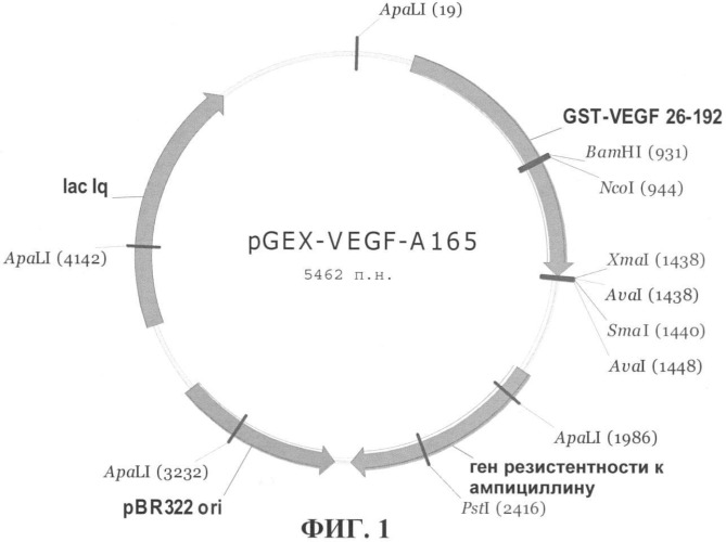 Штамм клеток escherichia coli bl21 (pvegf-a165), секретирующих рекомбинантный фактор роста эндотелия сосудов (vegf) (патент 2395568)