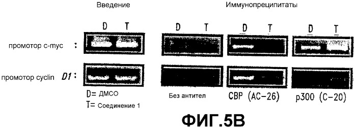 Модуляция бета-катенин/tcf-активируемой транскрипции (патент 2383547)