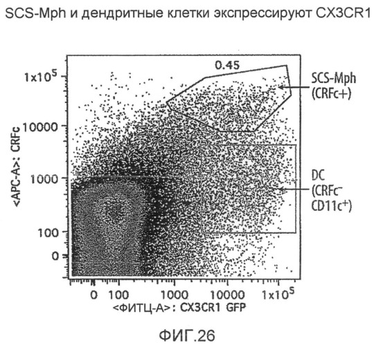 Нацеливание на антигенпрезентирующие клетки иммунонанотерапевтических средств (патент 2497542)