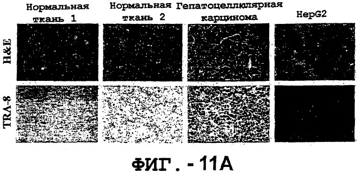 Антитело, обладающее селективностью по отношению к рецептору лиганда, индуцирующему апоптоз, ассоциированный с фактором некроза опухоли, и его использование (патент 2298013)