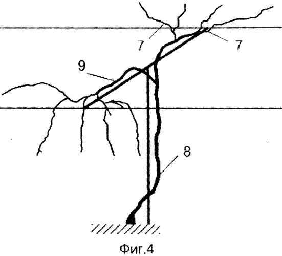Способ ведения виноградного куста (патент 2562524)