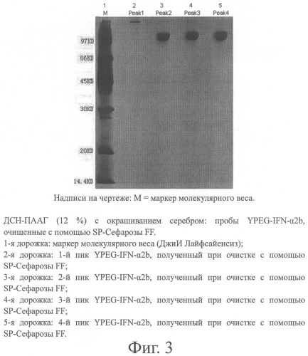 Интерферон альфа 2в, модифицированный полиэтиленгликолем, получение препарата и его применение (патент 2485134)