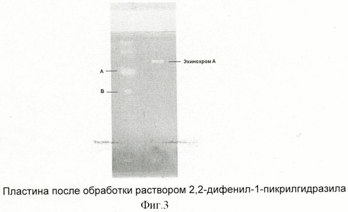 Способ переработки панциря морских ежей (патент 2441661)