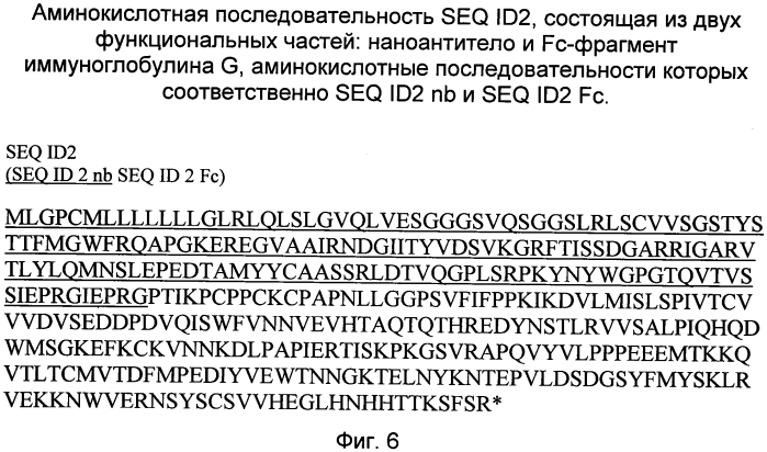 Рекомбинантная псевдоаденовирусная частица, продуцирующая модифицированные наноантитела, узнающие микоплазму m.hominis, фармацевтическая композиция на ее основе и способ ее использования для терапии микоплазмозов (патент 2562158)