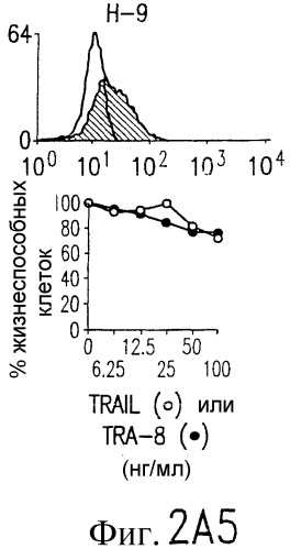 Антитело, селективное в отношении рецептора лиганда, индуцирующего апоптоз и связанного с фактором некроза опухоли, и его применение (патент 2313537)