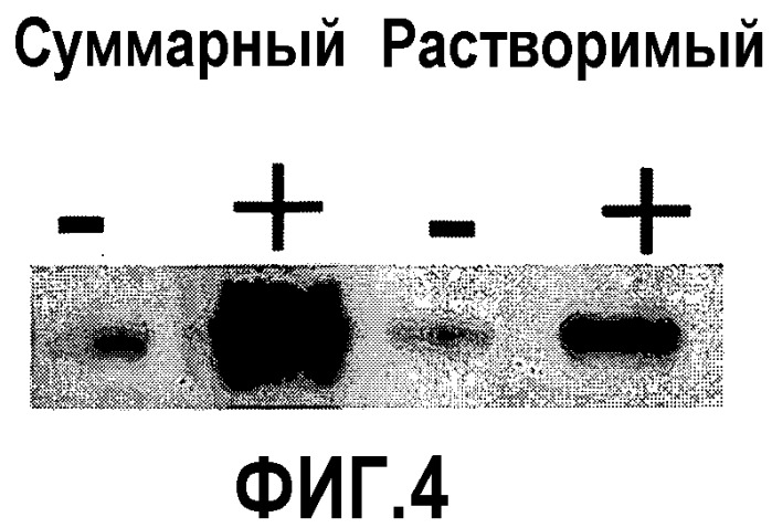 Фарнезен-синтаза (патент 2546877)
