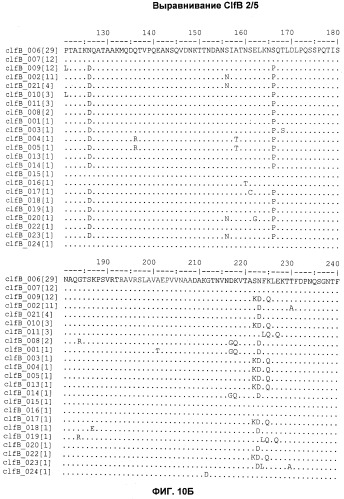 Иммуногенные композиции антигенов staphylococcus aureus (патент 2536981)