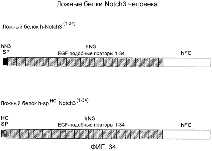 Основанные на notch3 человека гибридные белки в качестве ловушек-ингибиторов передачи сигнала notch3 (патент 2567662)