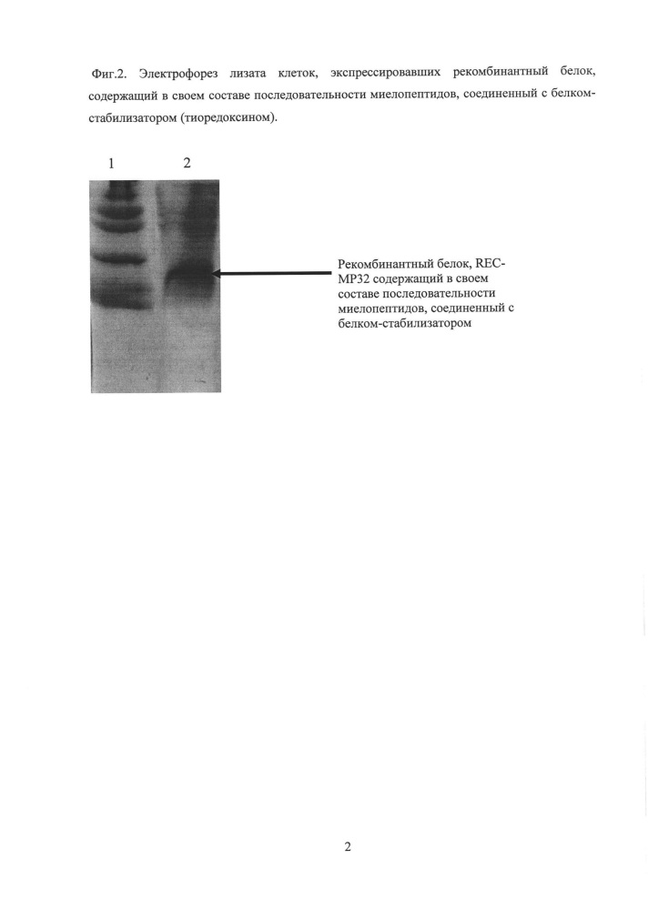 Способ очистки рекомбинантного белка, содержащего в своем составе последовательности миелопептидов (патент 2630302)