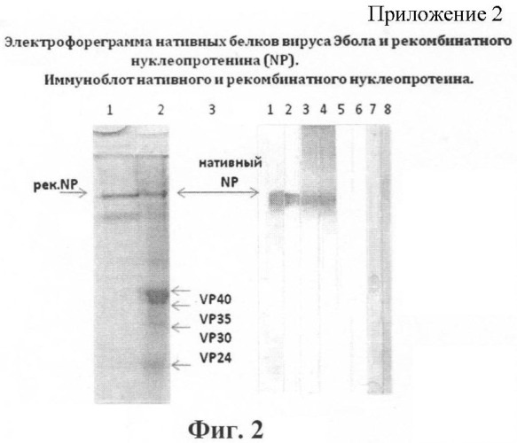 Штамм гибридных клеток животного mus musculus l.1b2 - продуцент моноклональных антител для выявления нуклеопротеина вируса эбола, субтип заир (штамм mainga) (варианты), моноклональное антитело, продуцируемое штаммом (варианты), набор для иммуноферментной тест-системы формата &quot;сэндвич&quot; для выявления нуклеопротеина вируса эбола, субтип заир (штамм mainga) (патент 2395576)