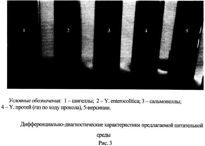 Дифференциально-диагностическая питательная среда для идентификации бактерий рода yersinia (патент 2511436)